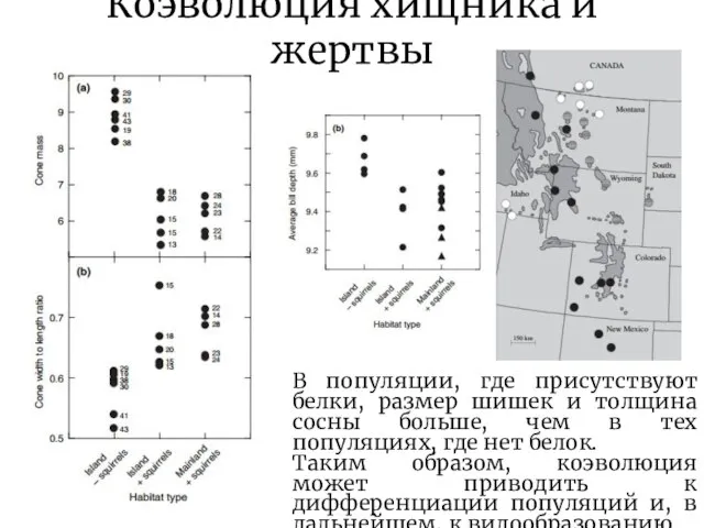 Коэволюция хищника и жертвы В популяции, где присутствуют белки, размер шишек и