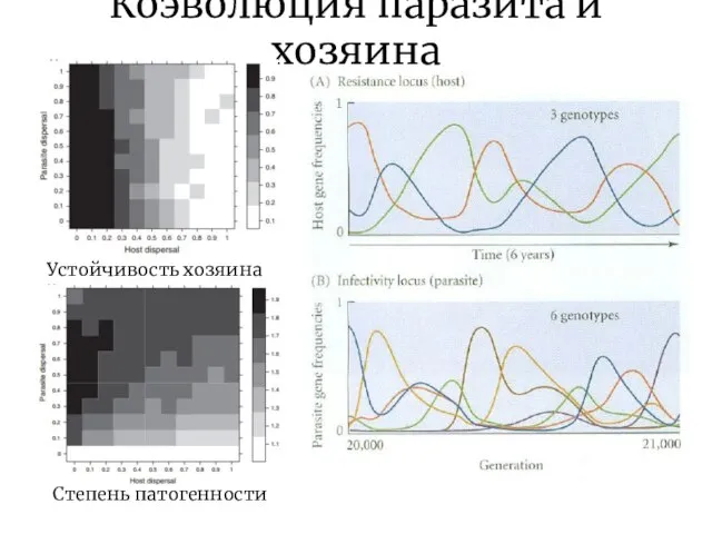 Коэволюция паразита и хозяина Степень патогенности Устойчивость хозяина