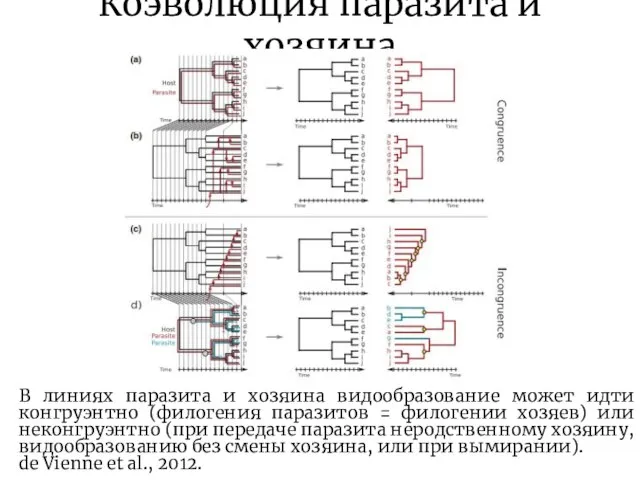 Коэволюция паразита и хозяина В линиях паразита и хозяина видообразование может идти