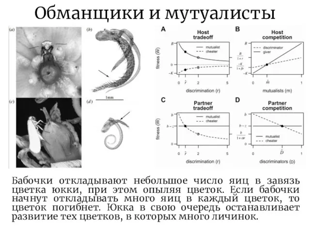 Обманщики и мутуалисты Бабочки откладывают небольшое число яиц в завязь цветка юкки,