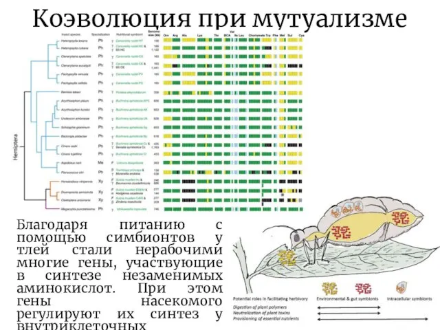 Коэволюция при мутуализме Благодаря питанию с помощью симбионтов у тлей стали нерабочими