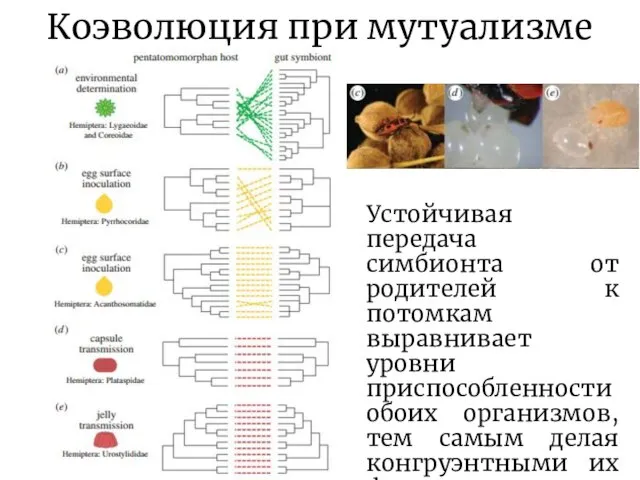 Коэволюция при мутуализме Устойчивая передача симбионта от родителей к потомкам выравнивает уровни