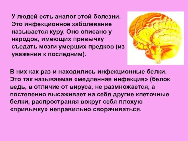 У людей есть аналог этой болезни. Это инфекционное заболевание называется куру. Оно