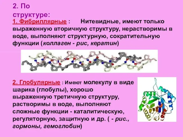 2. По структуре: 1. Фибриллярные : Нитевидные, имеют только выраженную вторичную структуру,