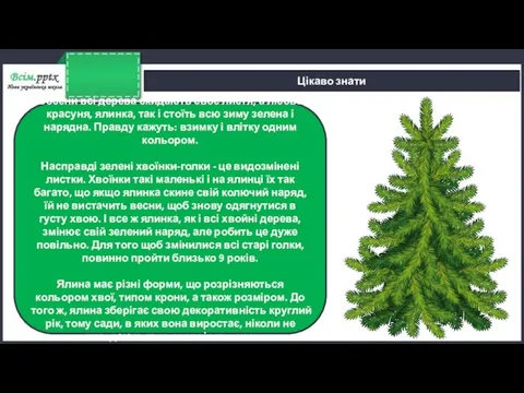 Цікаво знати Восени всі дерева скидають своє листя, а лісова красуня, ялинка,