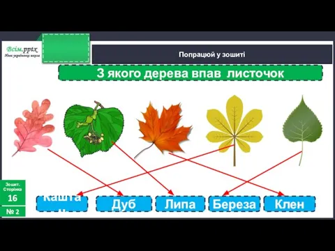 Попрацюй у зошиті Зошит. Сторінка 16 № 2 Каштан Дуб Липа Береза