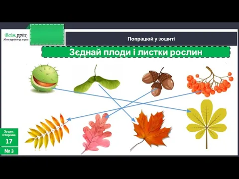 Попрацюй у зошиті Зошит. Сторінка 17 № 3 Зєднай плоди і листки рослин