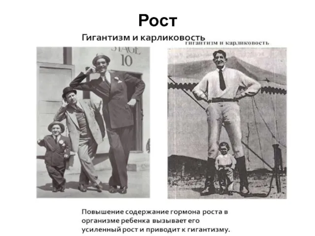 Рост