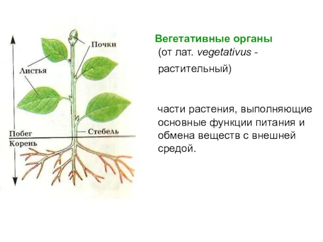 Вегетативные органы (от лат. vegetativus - растительный) части растения, выполняющие основные функции
