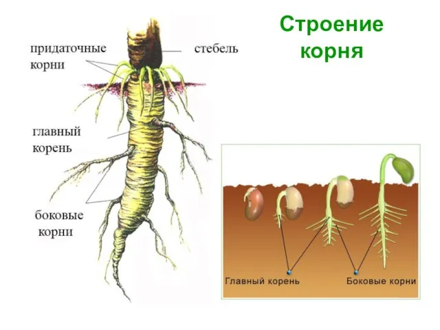 Строение корня