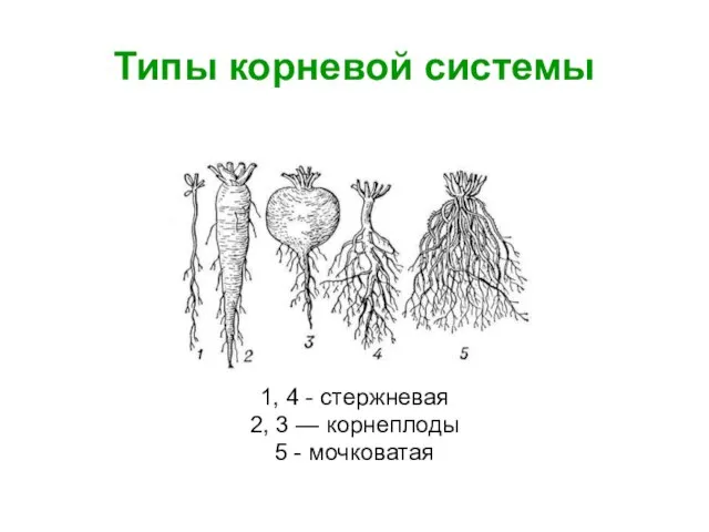 Типы корневой системы 1, 4 - стержневая 2, 3 — корнеплоды 5 - мочковатая