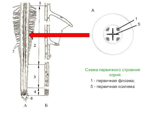 Схема первичного строения корня: 1 - первичная флоэма; 5 - первичная ксилема