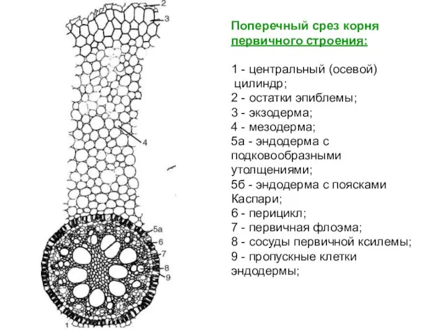 Поперечный срез корня первичного строения: 1 - центральный (осевой) цилиндр; 2 -