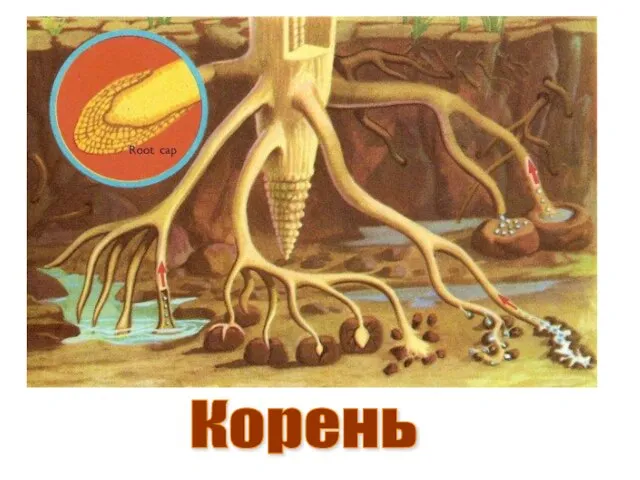 Корень