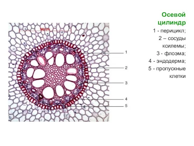 Осевой цилиндр 1 - перицикл; 2 – сосуды ксилемы; 3 - флоэма;