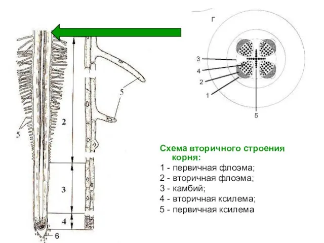 Схема вторичного строения корня: 1 - первичная флоэма; 2 - вторичная флоэма;