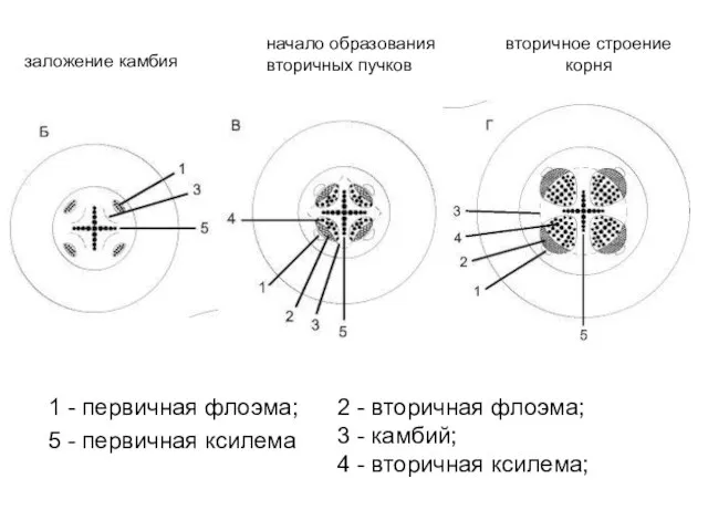 1 - первичная флоэма; 5 - первичная ксилема заложение камбия начало образования