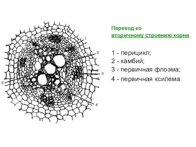 Переход ко вторичному строению корня 1 - перицикл; 2 - камбий; 3