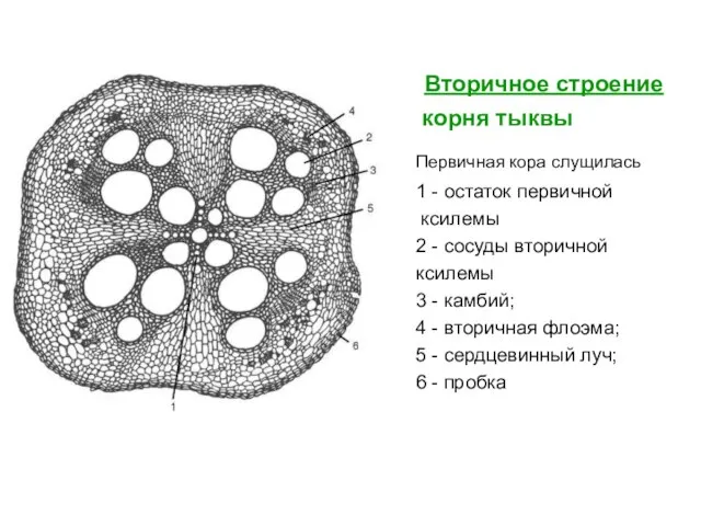 Вторичное строение корня тыквы Первичная кора слущилась 1 - остаток первичной ксилемы