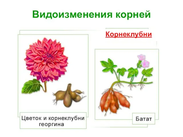 Видоизменения корней Корнеклубни