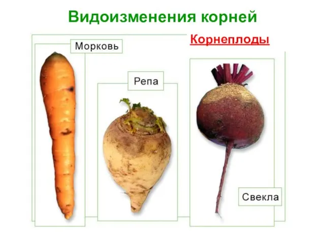 Видоизменения корней Корнеплоды