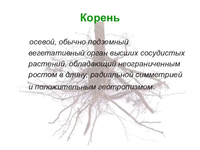 Корень осевой, обычно подземный вегетативный орган высших сосудистых растений, обладающий неограниченным ростом