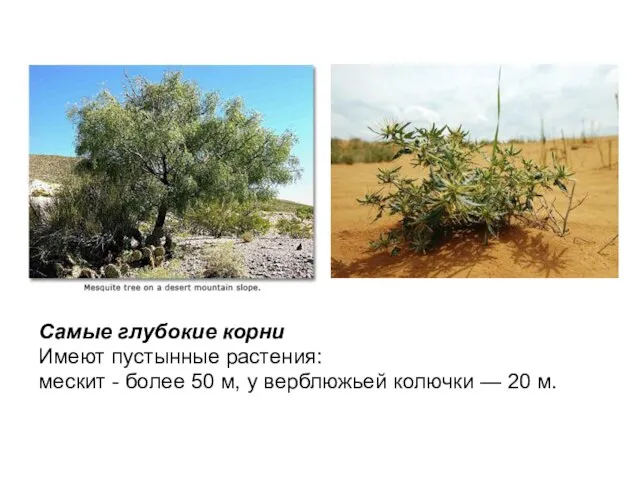Самые глубокие корни Имеют пустынные растения: мескит - более 50 м, у