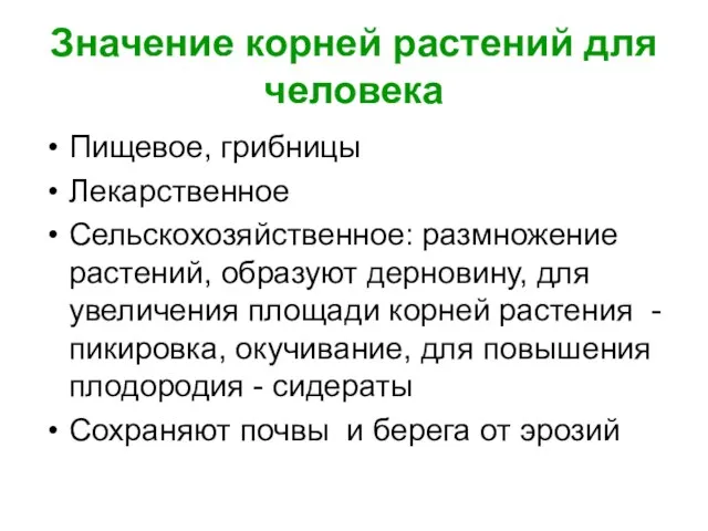 Значение корней растений для человека Пищевое, грибницы Лекарственное Сельскохозяйственное: размножение растений, образуют