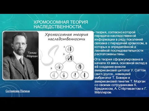 ХРОМОСОМНАЯ ТЕОРИЯ НАСЛЕДСТВЕННОСТИ. -теория, согласно которой передача наследственной информации в ряду поколений