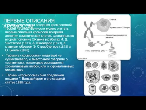 ПЕРВЫЕ ОПИСАНИЯ ХРОМОСОМ Начальным этапом создания хромосомной теории наследственности можно считать первые