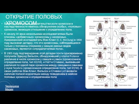 ОТКРЫТИЕ ПОЛОВЫХ ХРОМОСОМ Важным источником доказательства роли хромосом в наследственности явилось обнаружение