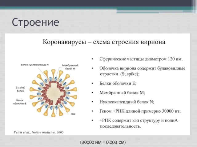 Строение (30000 нм = 0.003 см)