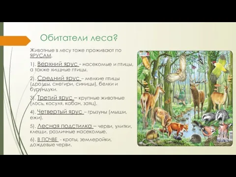 Обитатели леса? Животные в лесу тоже проживают по ЯРУСАМ. 1). Верхний ярус