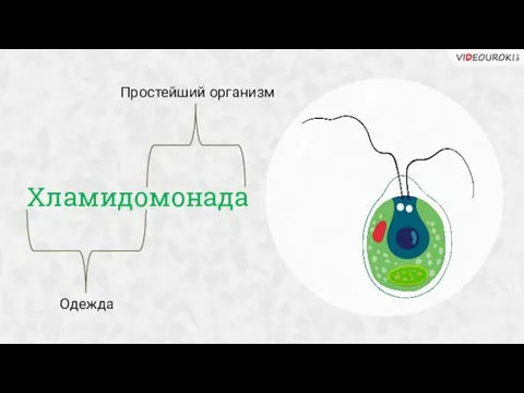 Хламидомонада Простейший организм Одежда