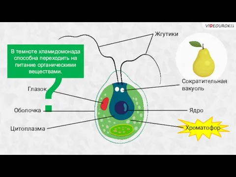 Жгутики Глазок ? Оболочка Цитоплазма Ядро Сократительная вакуоль Хроматофор В темноте хламидомонада