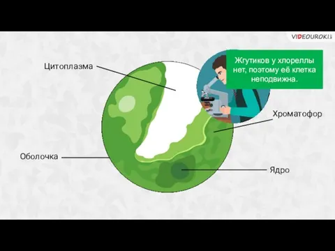 Оболочка Цитоплазма Ядро Хроматофор Жгутиков у хлореллы нет, поэтому её клетка неподвижна.