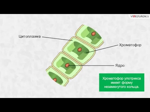 Ядро Цитоплазма Хроматофор Хроматофор улотрикса имеет форму незамкнутого кольца.