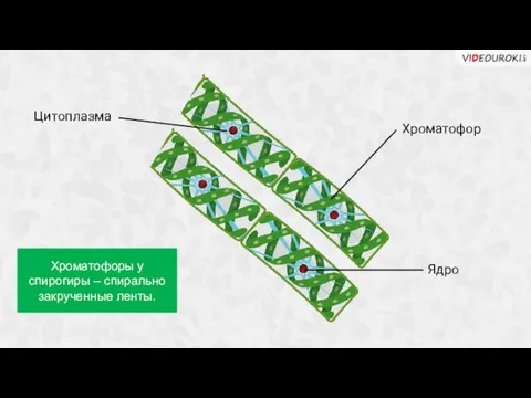 Ядро Цитоплазма Хроматофор Хроматофоры у спирогиры – спирально закрученные ленты.