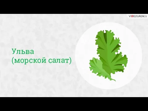 Ульва (морской салат)