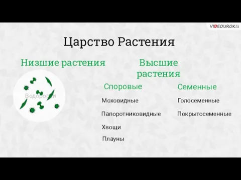 Царство Растения Низшие растения Высшие растения Водоросли Споровые Семенные Моховидные Папоротниковидные Хвощи Плауны Голосеменные Покрытосеменные