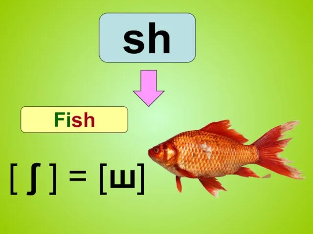 sh Fish [ ʃ ] = [ш]