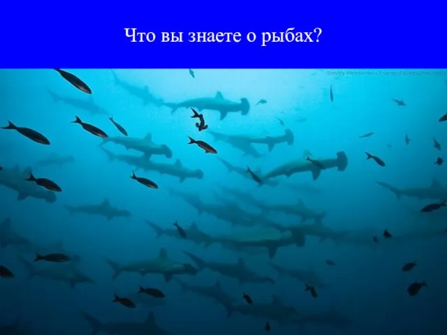 Что вы знаете о рыбах?