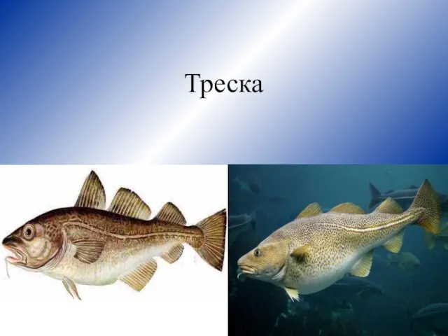 Треска