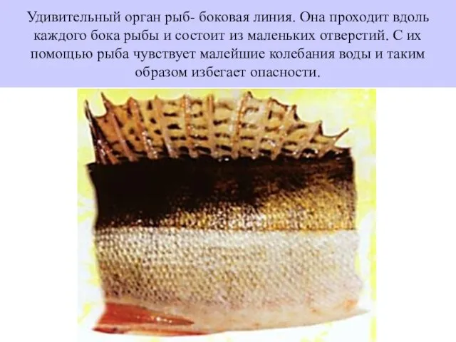 Удивительный орган рыб- боковая линия. Она проходит вдоль каждого бока рыбы и