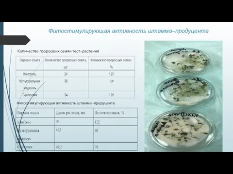 Фитостимулирующая активность штамма–продуцента Количество проросших семян тест–растения Фитостимулирующая активность штамма–продуцента