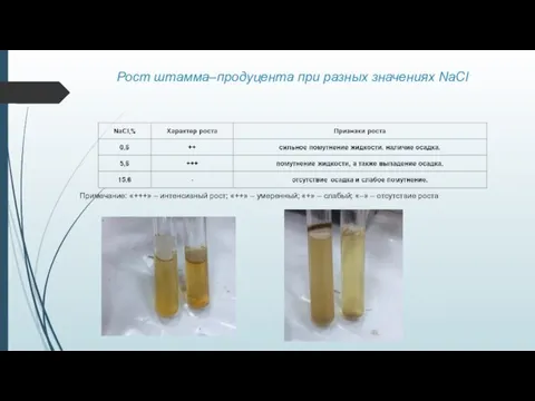 Рост штамма–продуцента при разных значениях NaCl Примечание: «+++» – интенсивный рост; «++»