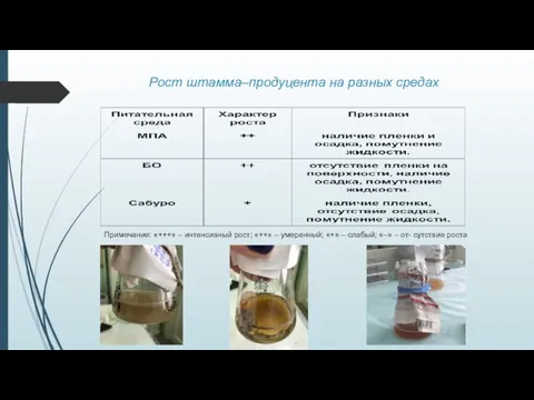 Рост штамма–продуцента на разных средах Примечание: «+++» – интенсивный рост; «++» –