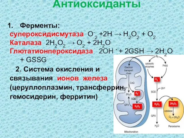 Антиоксиданты Ферменты: супероксидисмутаза О-2 +2H → H2O2 + O2 Каталаза 2H2O2 →