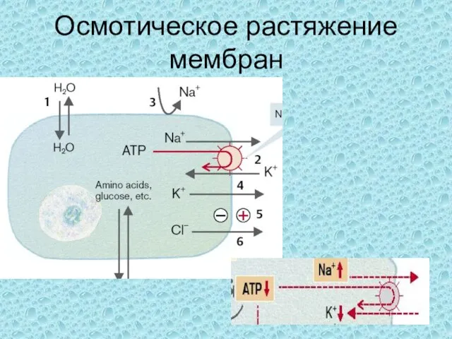 Осмотическое растяжение мембран