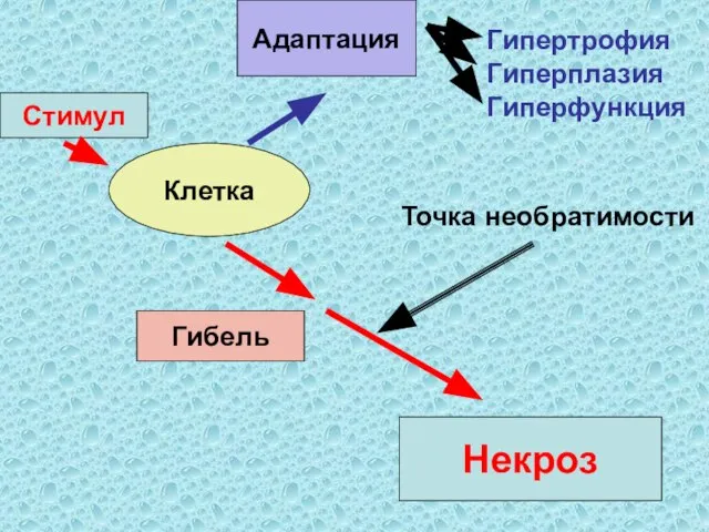 Клетка Стимул Адаптация Гибель Гипертрофия Гиперплазия Гиперфункция Некроз Точка необратимости